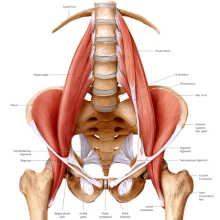 Hip & Thigh Muscles