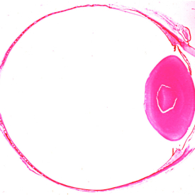 Histology of Eye