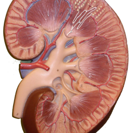 Nephron Functional Unit of Kidney