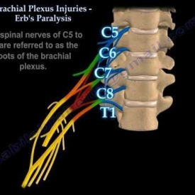 Brachial Plexus Anatomy Explained – Everything You Need To Know – Dr. Nabil Ebraheim