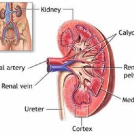 Kidney and Nephron