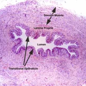 Histology of Male Urethra